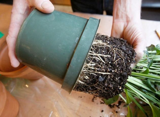 Можно ли использовать грунт для посадки растений повторно: риски, хранение, обогащение