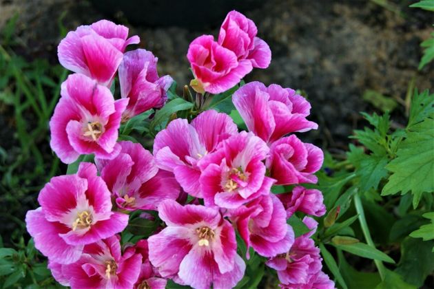 7 яркие цветов, которые стоит посадить в открытый грунт в мае