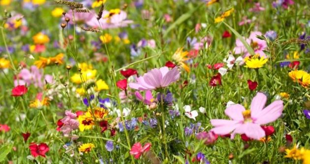 Как вырастить свой собственный мини-луг с полевыми цветами