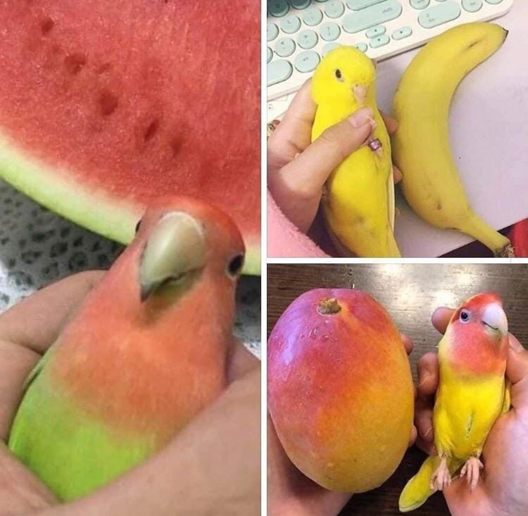 Что можно попугаям из фруктов. Попугай манго порода. Арбузный попугай. Попугай и Арбуз. Попугаи похожие на фрукты.