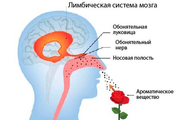 Нос и головной мозг