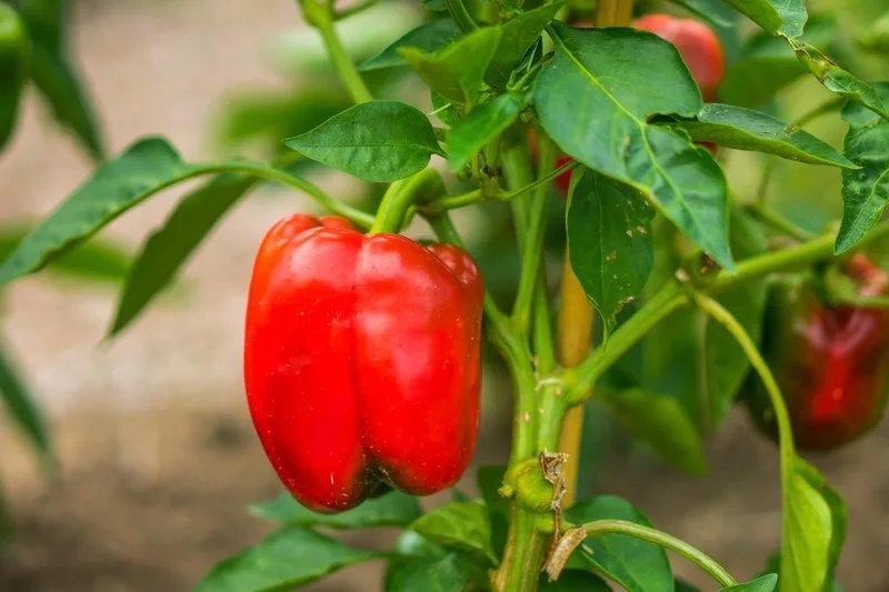 Болгарский перец является одной из самых капризных растений, требующих к себе внимания