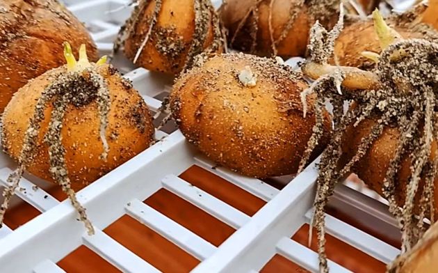 Клубни картофеля будут в несколько раз крупнее, если знать несколько простых секретов