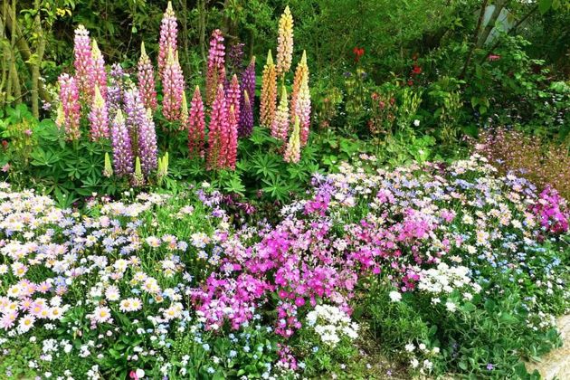 10 правил для размещения растений в цветниках, чтобы было красиво