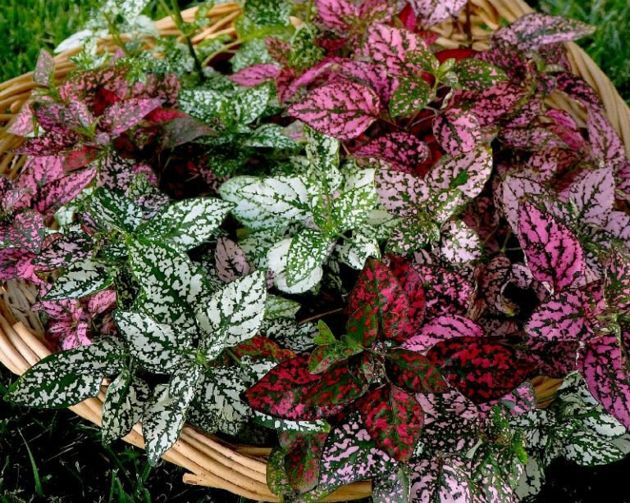 9 красивых декоративных растений для вашего сада