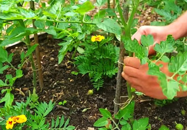 Супер подкормка из томатных листьев для всех растений родом из Советского Союза. Она поражает своей простотой и эффективностью