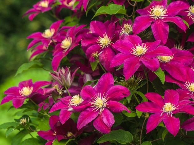 8 красивых вьющихся растений для вашего сада
