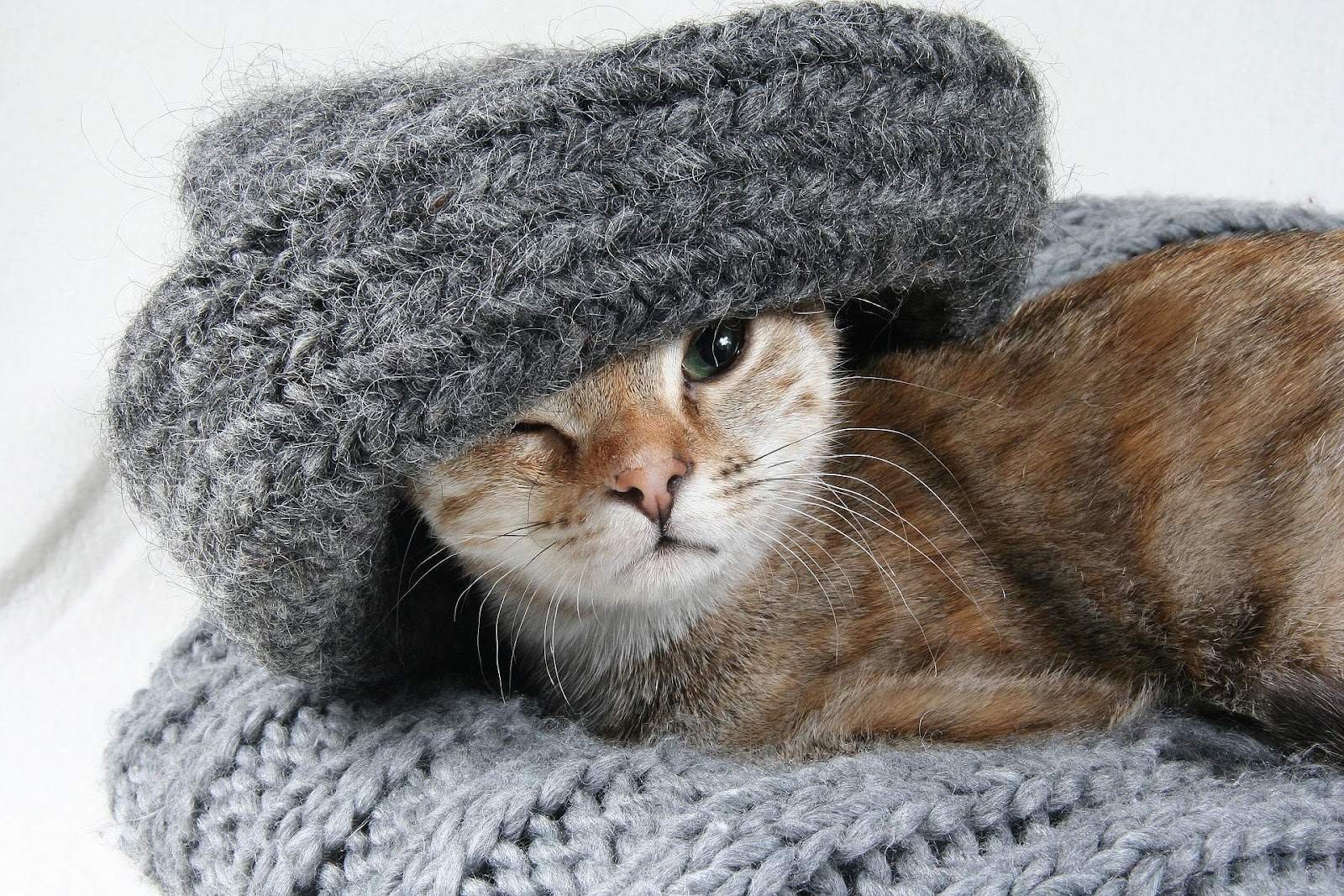 Пришла кошка что делать. Кот в шапке. Шапка 'кошка'. Шапочка кошки. Кот в шарфе.