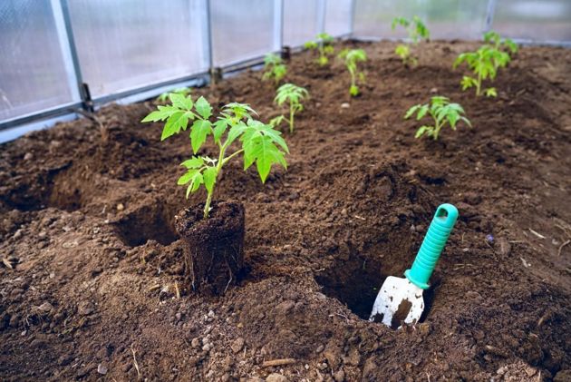 Нестандартный способ посадки и полива томатов, который позволяет значительно увеличить урожай