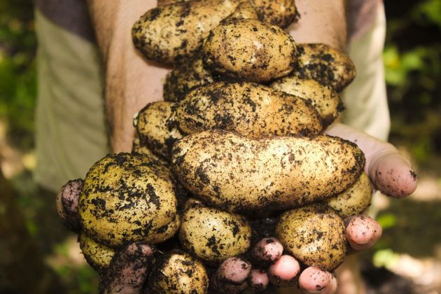 Как вырастить и собрать богатый урожай картошки