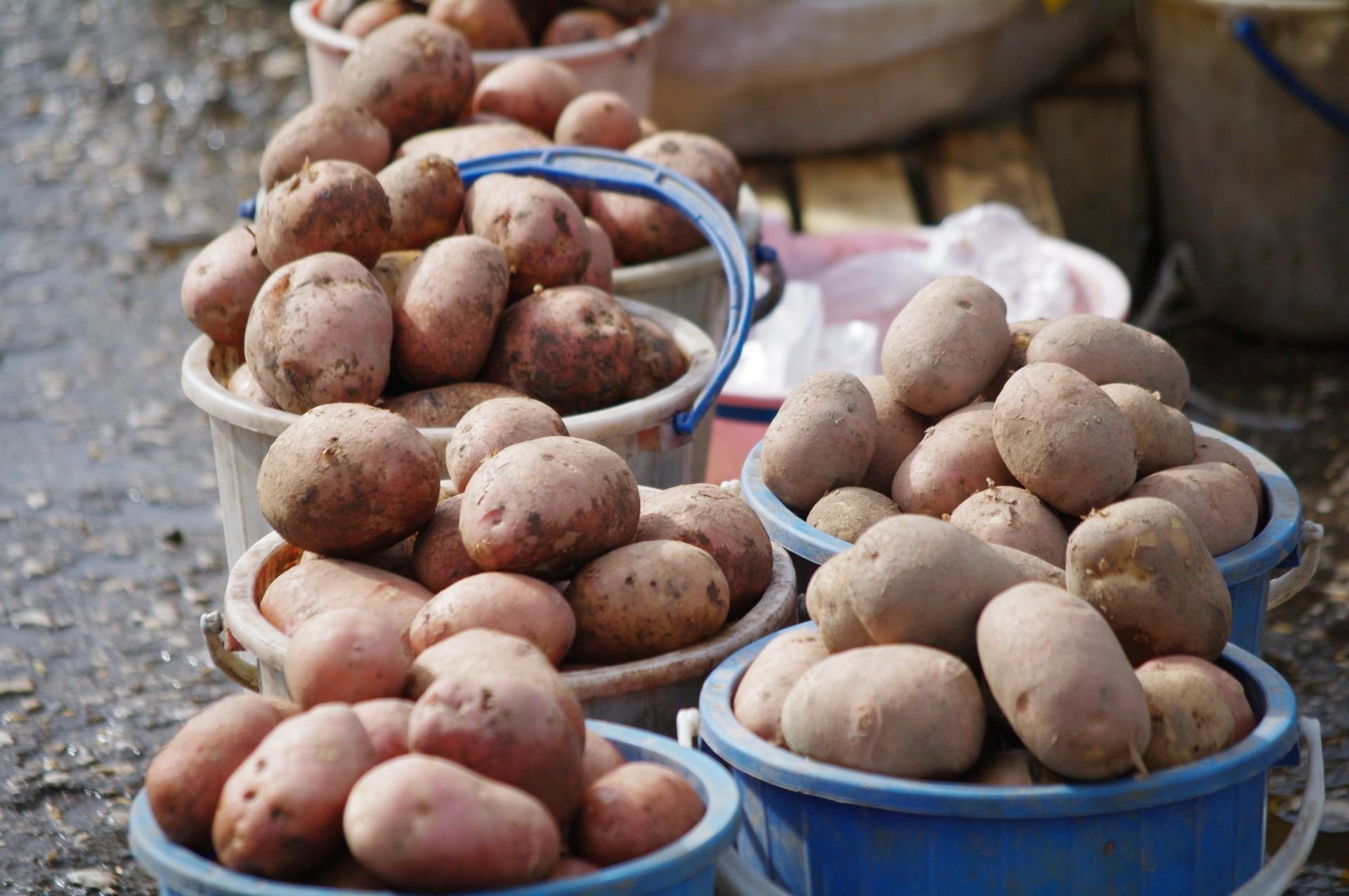 Первый урожай картофеля. Урожай картофеля. Ведро картошки. Картофель в ведре. Много картофеля.