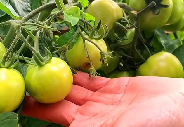 Подкормка для томатов с содержанием P, K, B и Ca, от которой помидоры будут на всех кистях и по всему кусту, а не только снизу