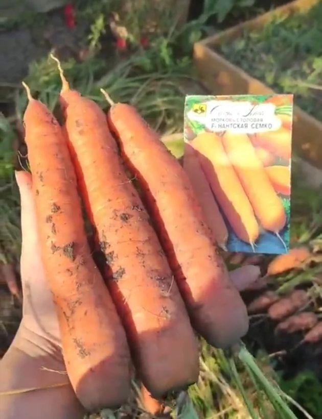 Подкормка которую кладем в бороздку при посадке моркови, чтобы корнеплоды были крупными