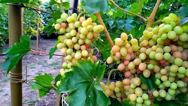 Полезные подкормки винограда на весь сезон