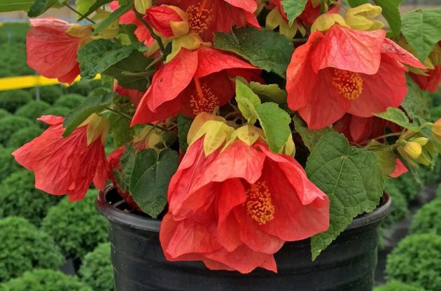 5 красивоцветущих растений для дома