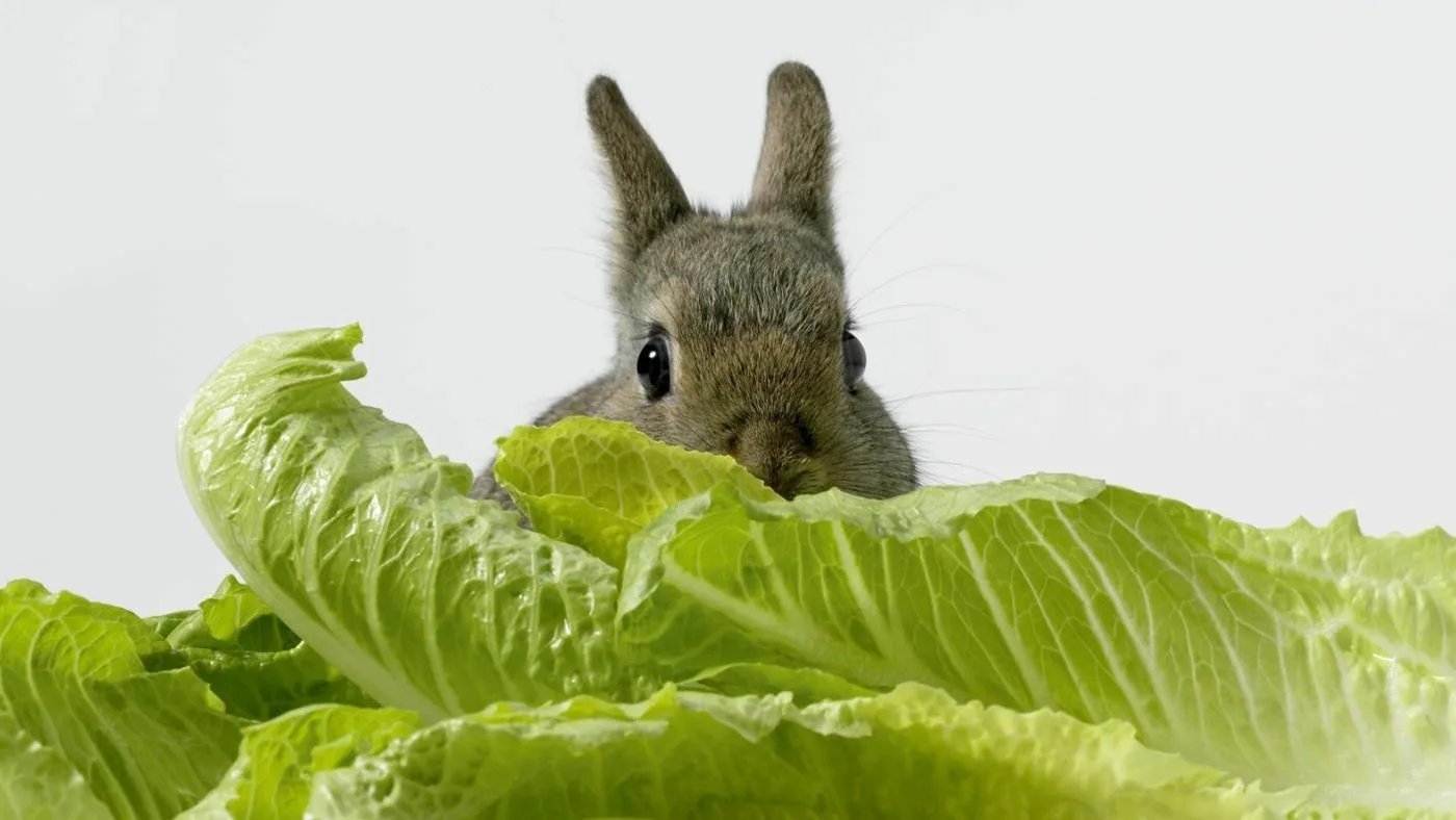 Можно давать кроликам капусту. Заяц ест капусту. Кролик ест капусту. Кролик с капустой. Зайчик с капустой.