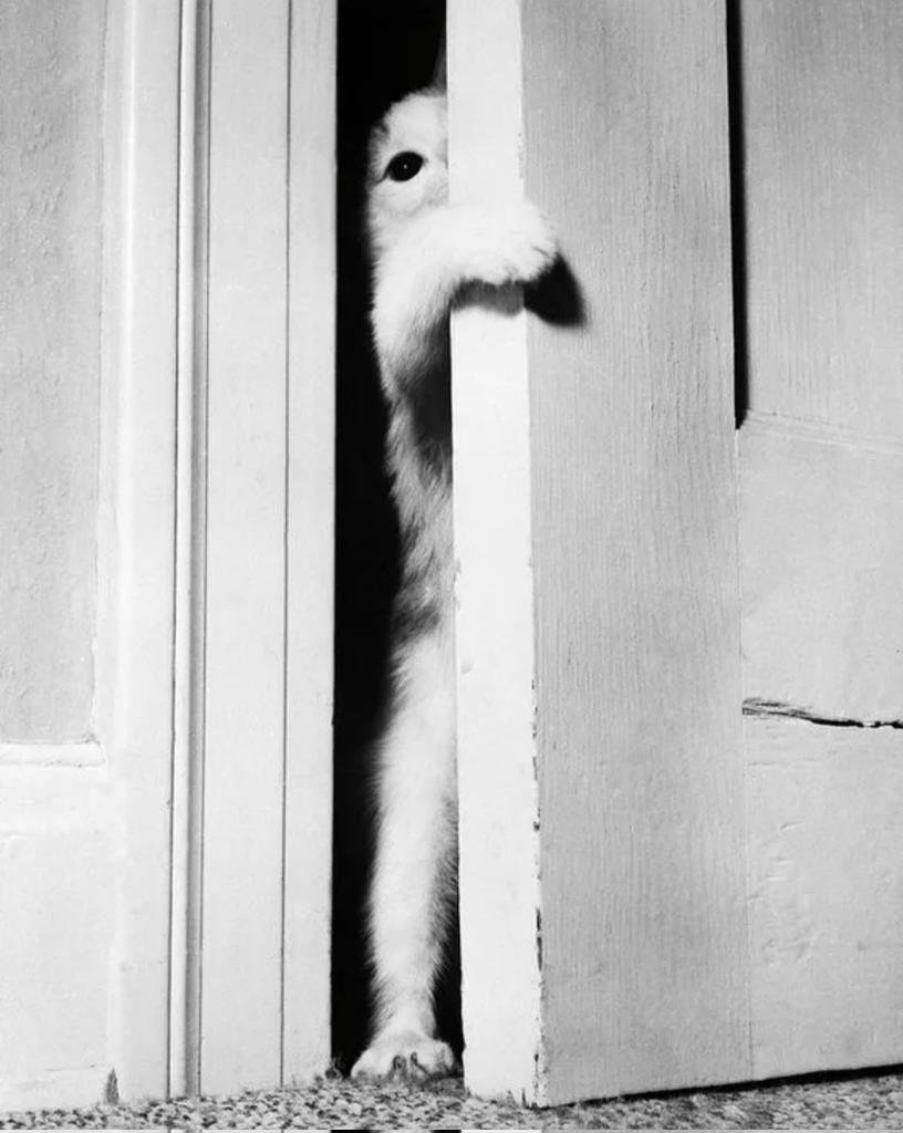 Откройте дверь прикол. Заглядывает в дверь. Кот лезет в дверь. Кошка выглядывает из за двери. Выглядывает из за двери.