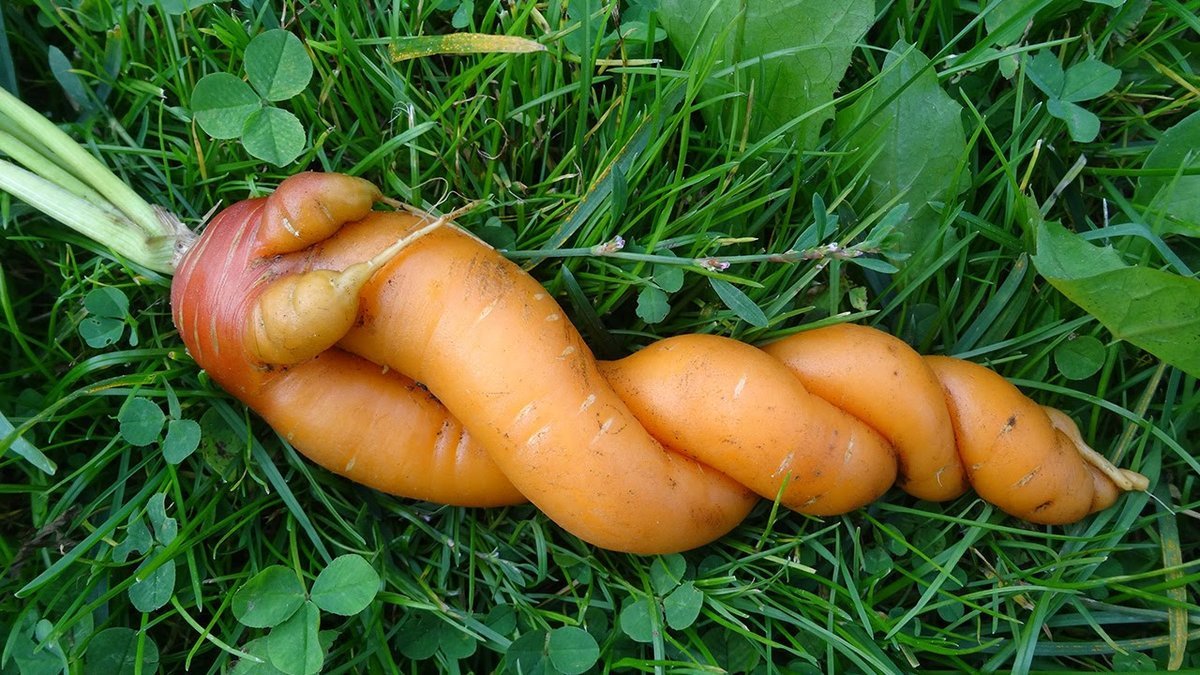 Почему нельзя морковь. Морковка. Рогатая морковь. Интересные морковки. Корявая морковь.