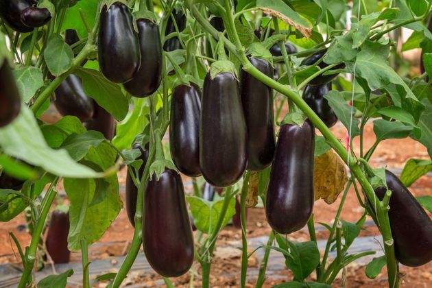 5 секретов выращивания баклажанов для богатого урожая