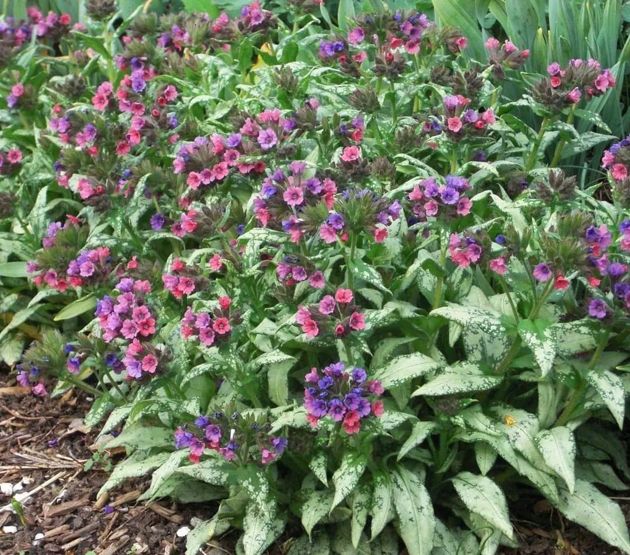 7 удивительно красивых цветов для тенистых уголков сада