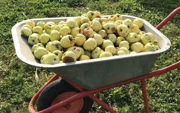 Не выбрасывайте гнилые яблоки и падалицу. Как нужно использовать их с пользой для почвы