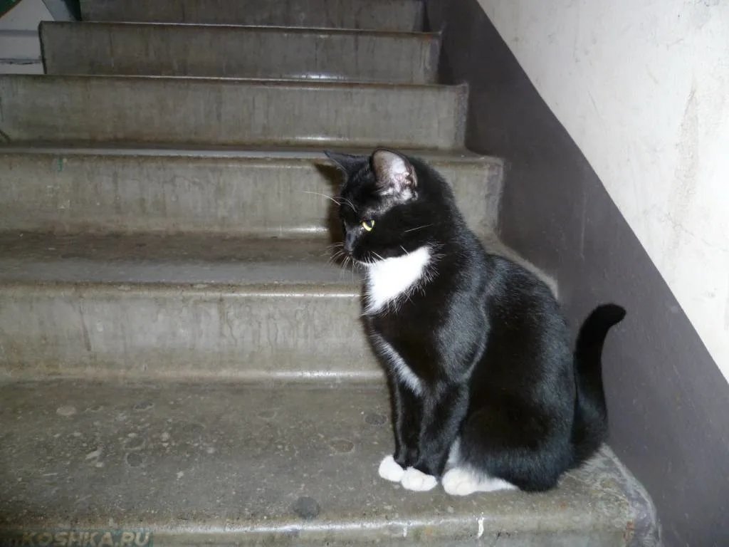 Соседский кот метит. Подъездный кот. Кошка в подъезде. Кот на лестнице в подъезде. Коты на лестнице.