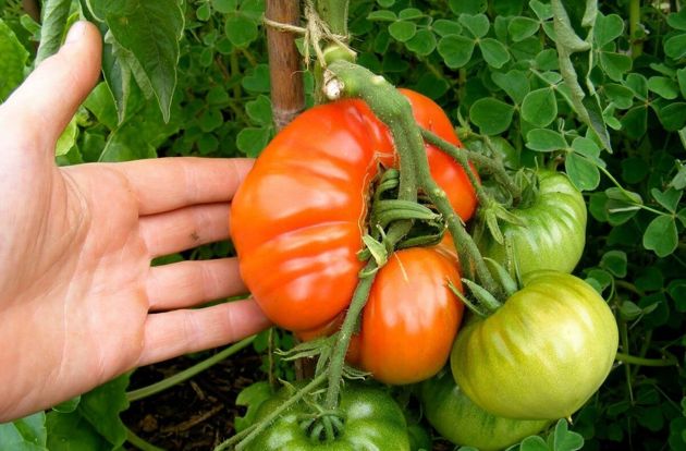 Чем нельзя удобрять помидоры, а то можете остаться вовсе без урожая