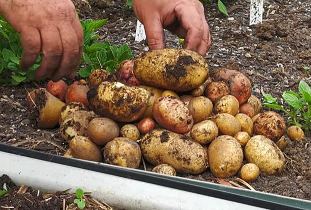 Уход за картофелем в августе после цветения: клубни будут ещё крупнее и вкуснее