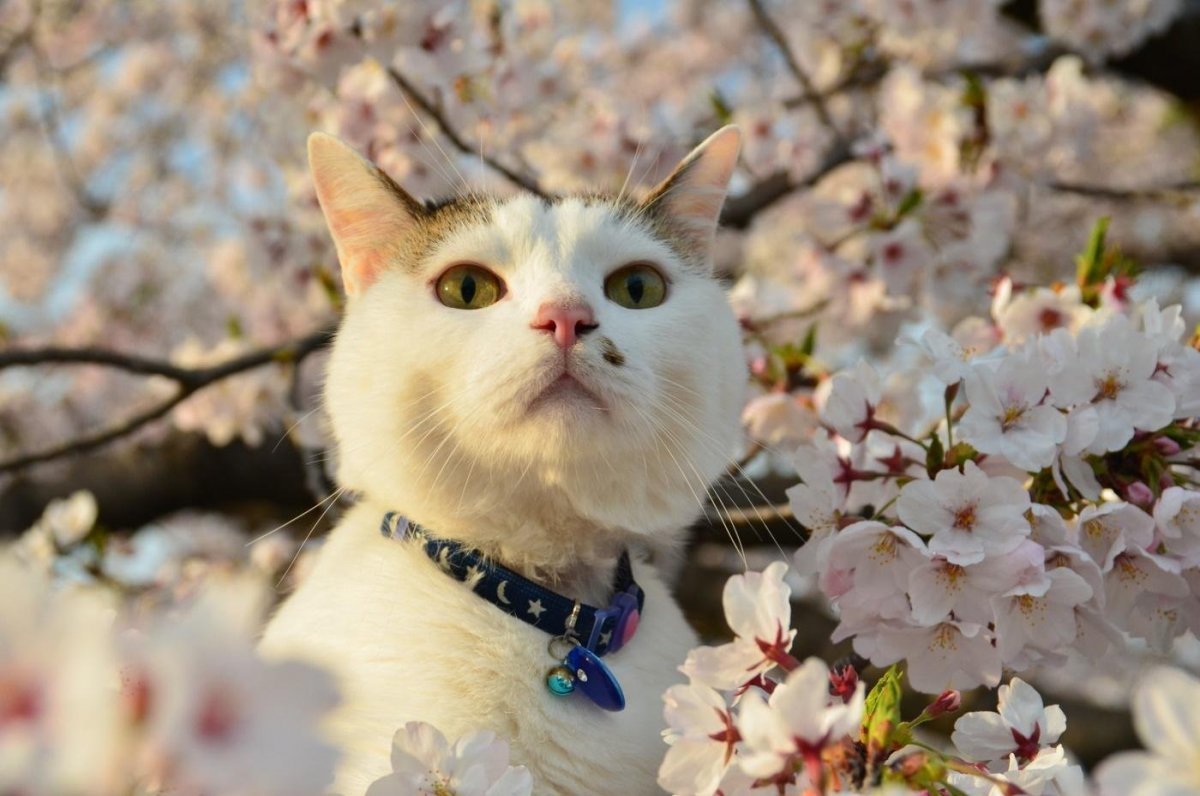 Весенняя лень. Кошки весной. Весенняя кошка.