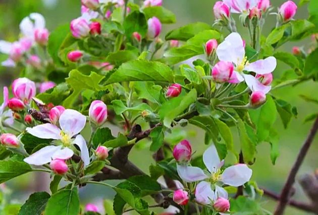 Яблоня каждый год надламывается от урожая после важной обработки и подкормки в конце весны - начале лета