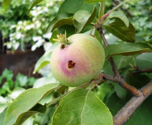 Проверенные способы борьбы с плодожоркой на яблоне