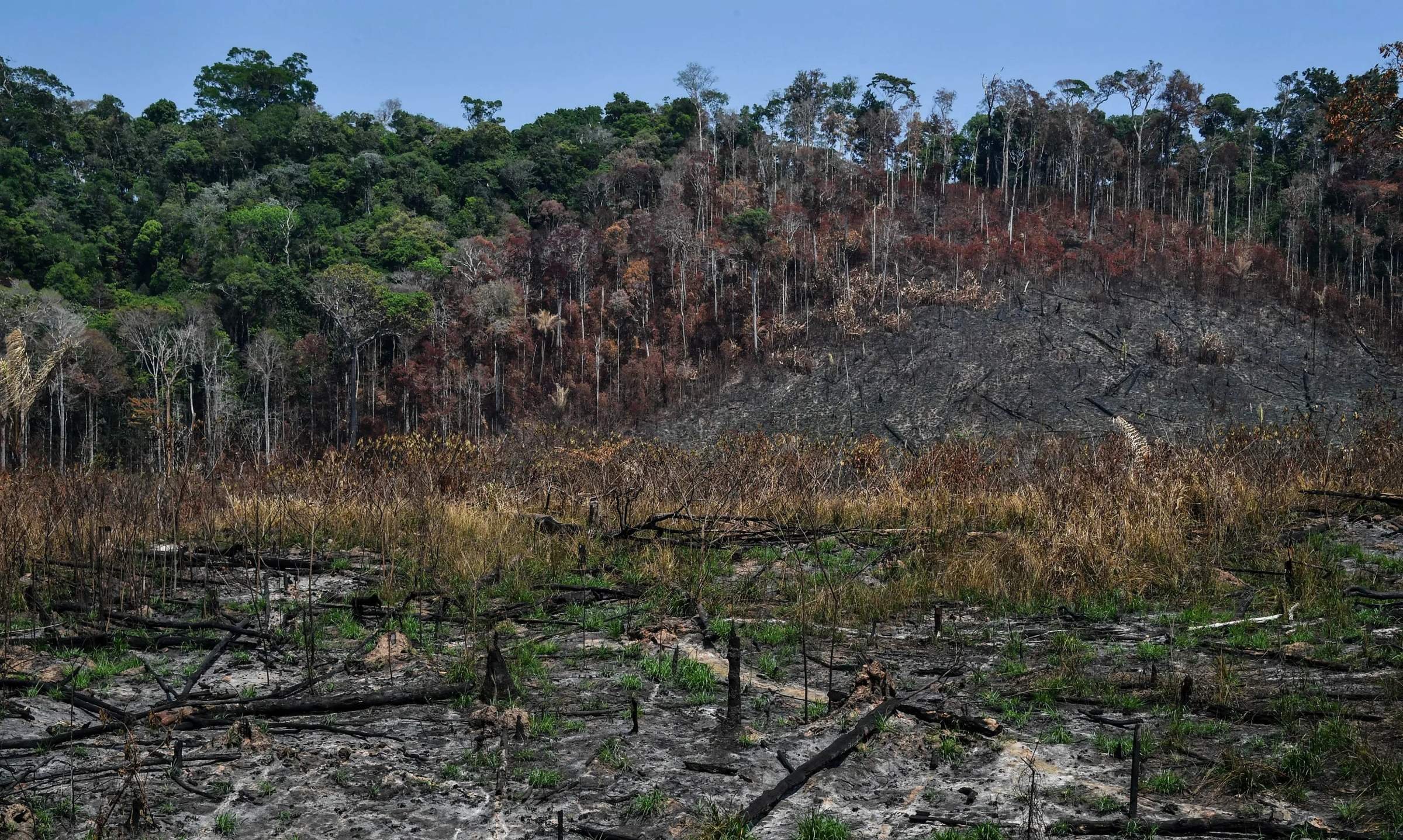 Проблема тропического леса