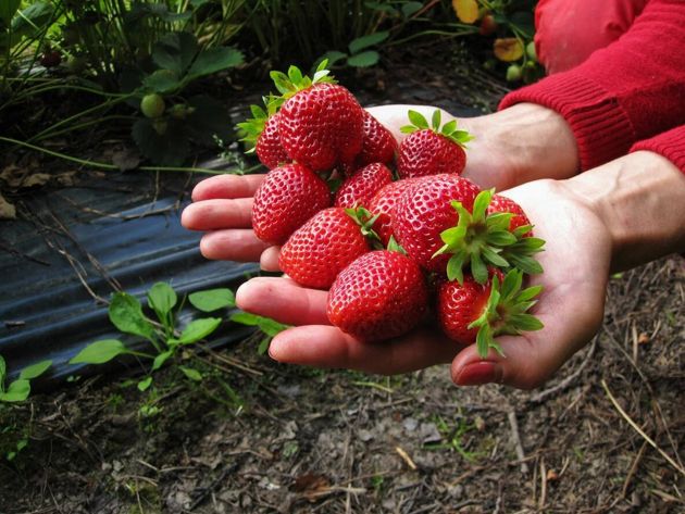 Клубника порадует урожаем крупных, сладких ягод, если подкормить её этим копеечным средством