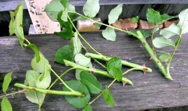 Эффективный метод выращивания роз из осенних черенков