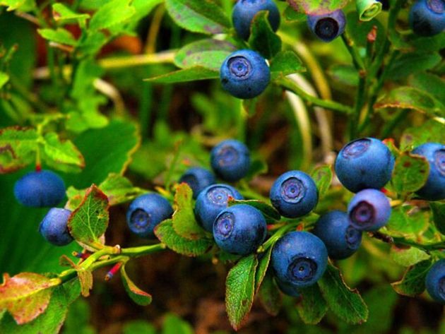 Черника – вкусная и полезная ягода из наших лесов