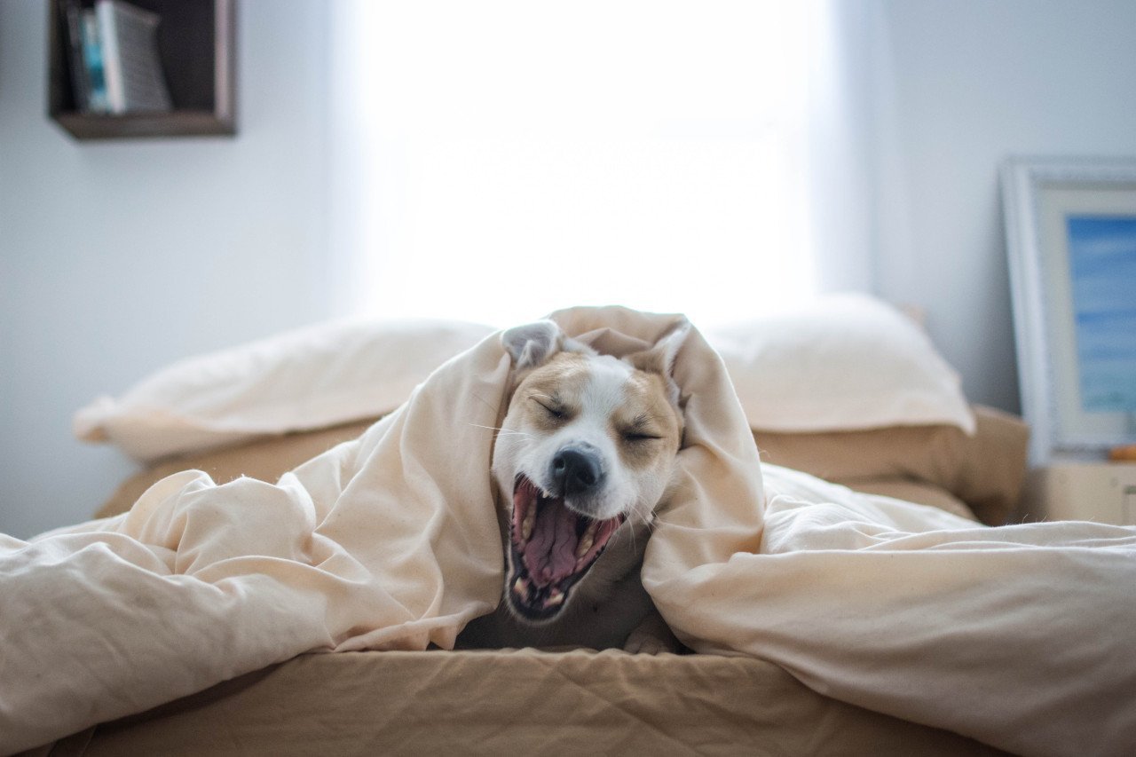 Картинка утро собака. Собака зевает. Собака утро. Собака проснулась. Щенок зевает.