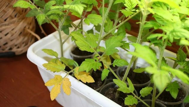Почему желтеют листья на томатах и петунии, и как быстро справиться с этой проблемой