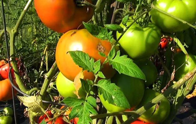 Настойка для огурцов и томатов в августе против фитофторы и других болезней, покорившая всех дачников