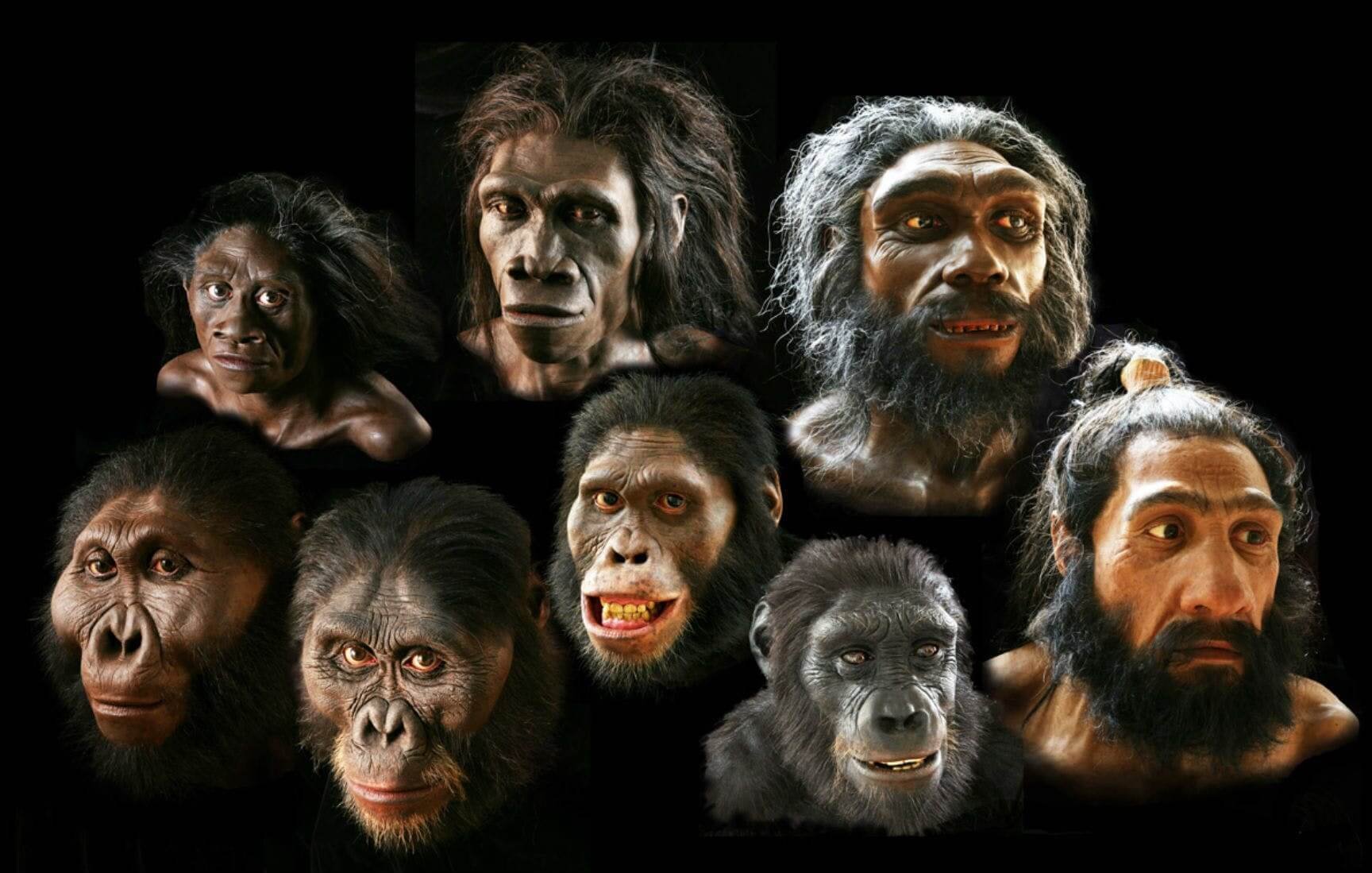 Человек обезьяна название. Эволюция Дарвин хомо. Хомо сапиенс обезьяна. Хомо сапиенс Эволюция женщины. Приматы гоминиды.