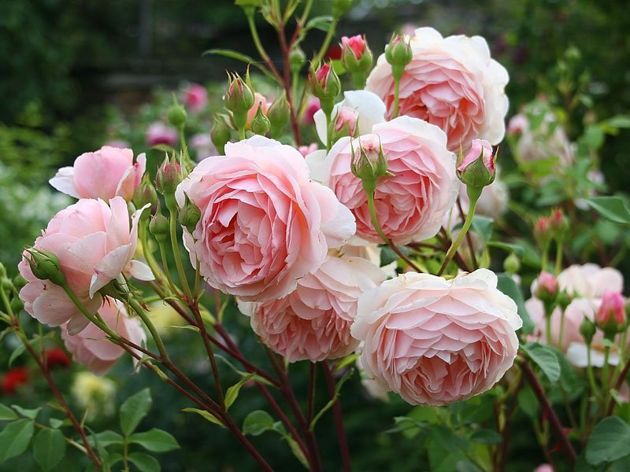 Бюджетное удобрение для роз, которое придаст им пышное и обильное цветение