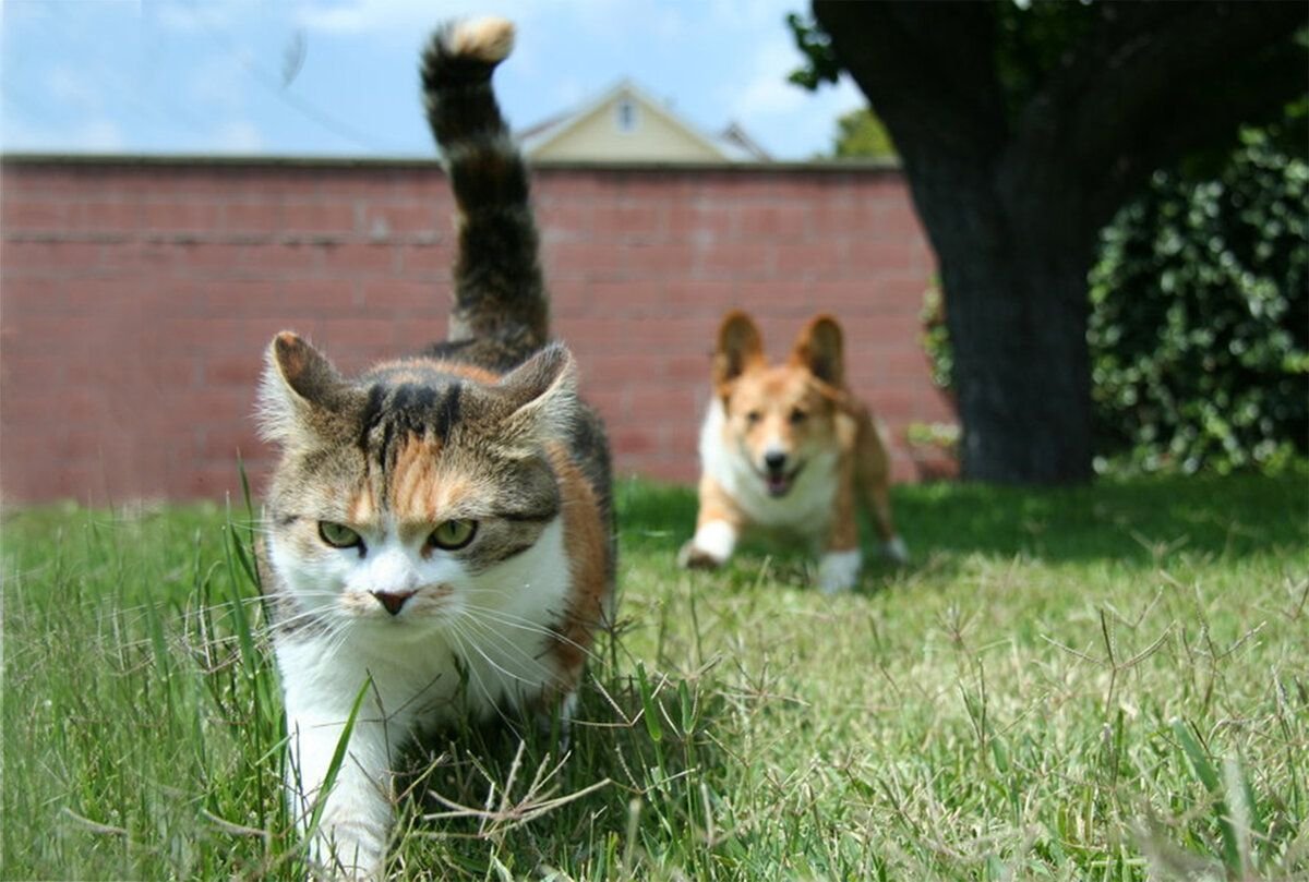 Хорошо не буду обращать внимание. Собака бежит за кошкой. Собака гоняется за кошкой. Кот и собака. Кошка и собака бегут.