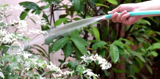 6 действенных способа полива растений на дачном участке, которые сэкономят время