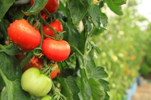 Что сделать, чтобы не жировали помидоры, проверенные способы