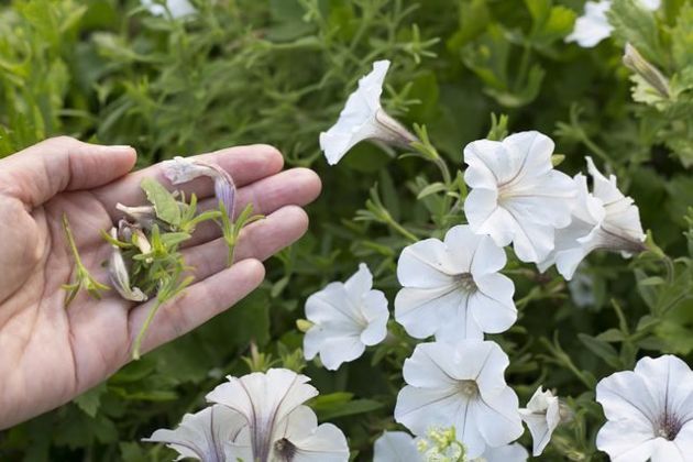 5 основных ошибок при выращивании петунии: как их избежать