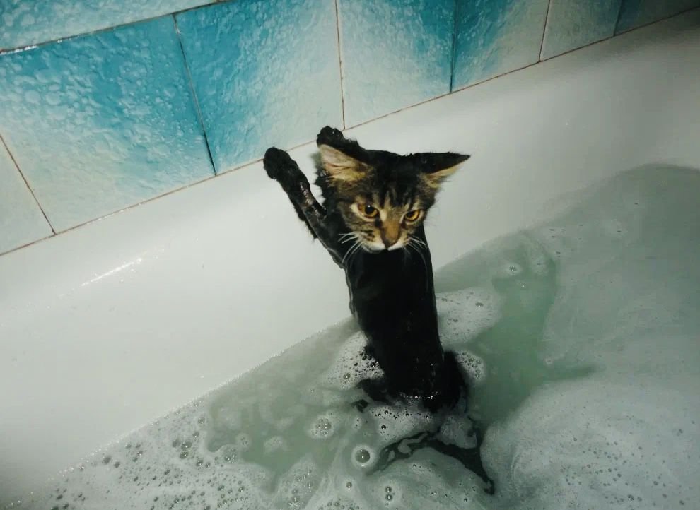 Купание котенка. Котик в ванной. Кошка в ванной. Кот купается. Котенок в ванне.