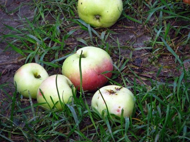 Почему осыпаются яблоки и чем подкормить деревья