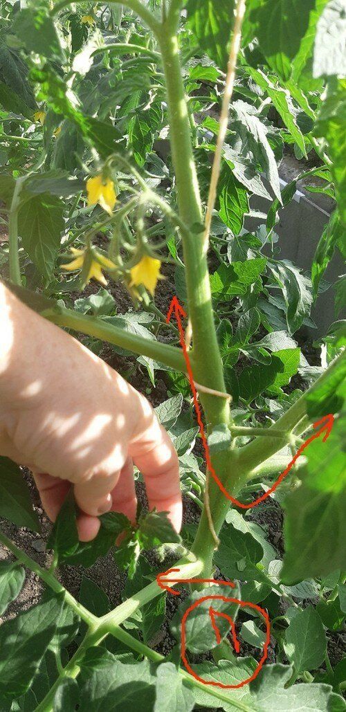 Узнала простой способ, как сформировать томаты в 3-4 ствола для отличного урожая. Легкая схема с наглядным примером