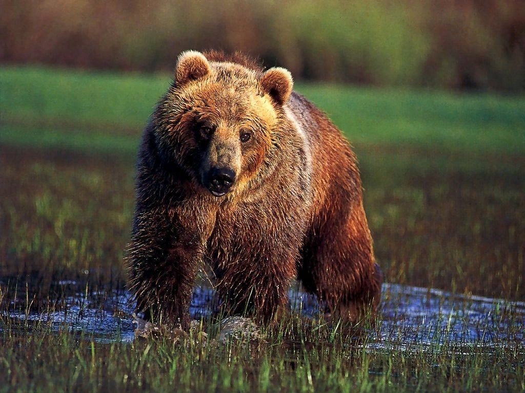 Медведь. Северная Америка медведь Гризли. Медведь Гризли медведь Гризли. Медведь Гризли в Канаде. Гризли североамериканский бурый медведь.