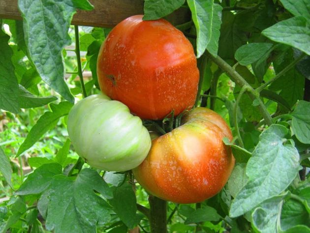 Насыщенный и сладкий вкус: урожайные сорта томатов