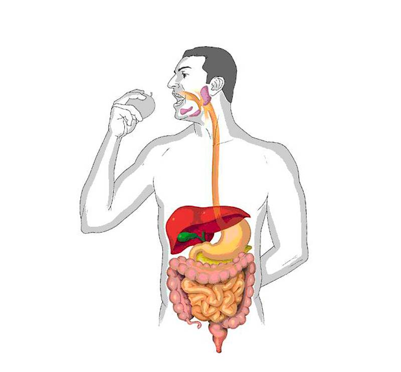 Пищеварение. Переваривание пищи. Система пищеварения человека. Еда стоит в желудке